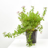 SPIREA MACETA 15CM
