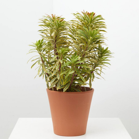 EUPHORBIA EXTERIOR MACETA 3L