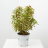 EUPHORBIA EXTERIOR MACETA 3L