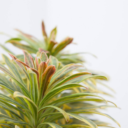 EUPHORBIA EXTERIOR MACETA 3L