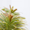 EUPHORBIA EXTERIOR MACETA 3L