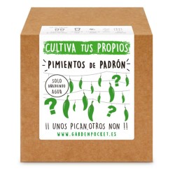 PIMIENTO PADRON CAJA KIT CULTIVO