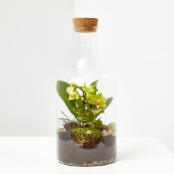 TERRARIO PLANTAS MARINI D15XH30CM