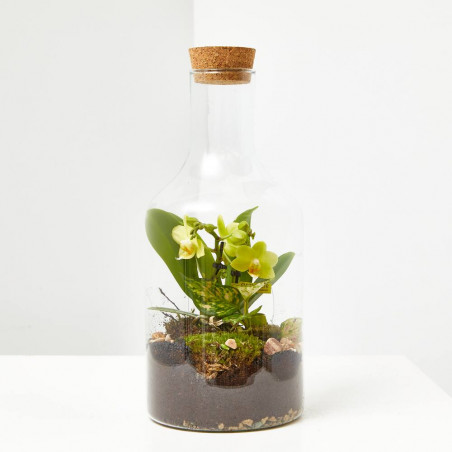 TERRARIO PLANTAS MARINI D15XH30CM