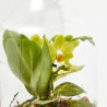 TERRARIO PLANTAS MARINI D15XH30CM