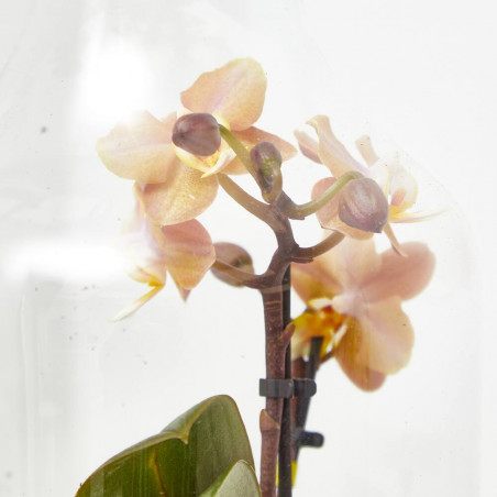 TERRARIO PLANTAS MARINI D15XH30CM