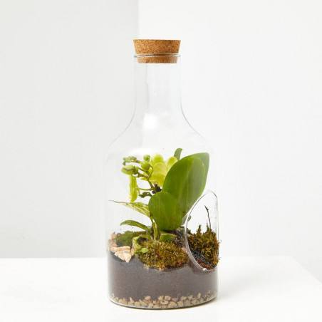 TERRARIO PLANTAS MARINI D15XH30CM