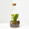 TERRARIO PLANTAS MARINI D15XH30CM