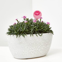 CLAVEL PINK KISSES J25 + PICK BESO