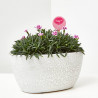 CLAVEL PINK KISSES J25 + PICK BESO