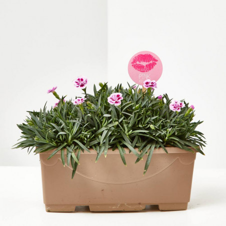 CLAVEL PINK KISSES J25 + PICK BESO