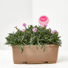 CLAVEL PINK KISSES J25 + PICK BESO