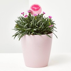 CLAVEL PINK KISSES M-13 + PICK BESO