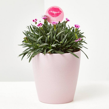 CLAVEL PINK KISSES M-13 + PICK BESO