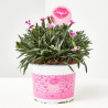 CLAVEL PINK KISSES M-13 + PICK BESO