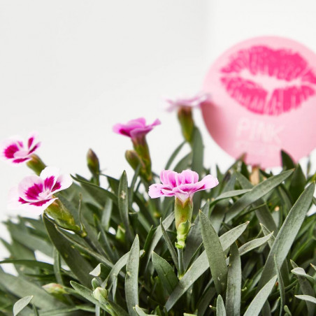CLAVEL PINK KISSES M-13 + PICK BESO