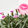 CLAVEL PINK KISSES M-13 + PICK BESO