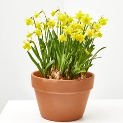 NARCISO TARRINA 16CM
