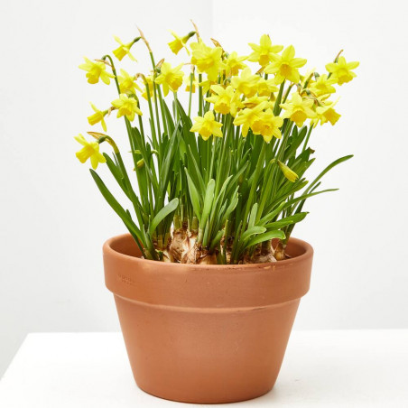 NARCISO TARRINA 16CM