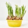 NARCISO TARRINA 16CM