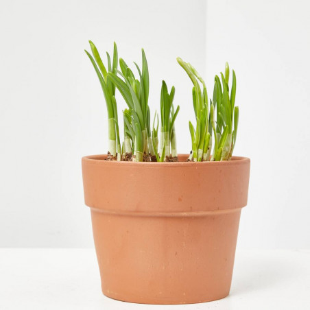 NARCISO TARRINA 16CM