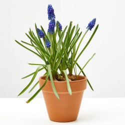 MUSCARI AZUL MACETA 9CM