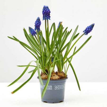 MUSCARI AZUL MACETA 9CM