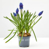 MUSCARI AZUL MACETA 9CM