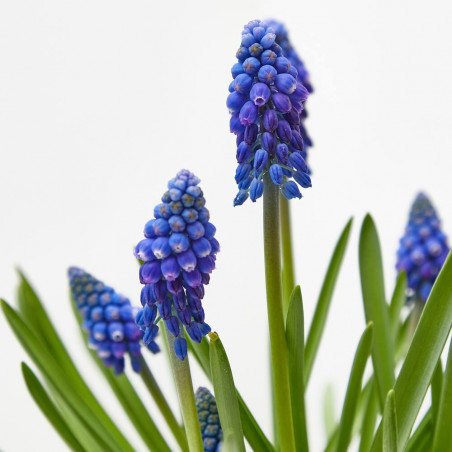 MUSCARI AZUL MACETA 9CM