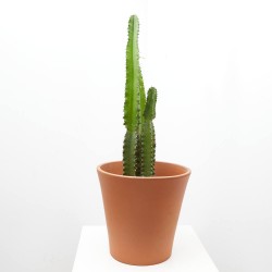 EUPHORBIA INGENS MACETA DIÁMETRO 25CM