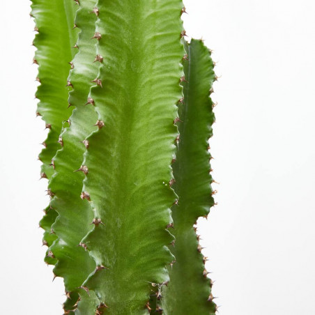EUPHORBIA INGENS MACETA DIÁMETRO 25CM