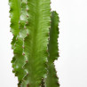 EUPHORBIA INGENS MACETA DIÁMETRO 25CM
