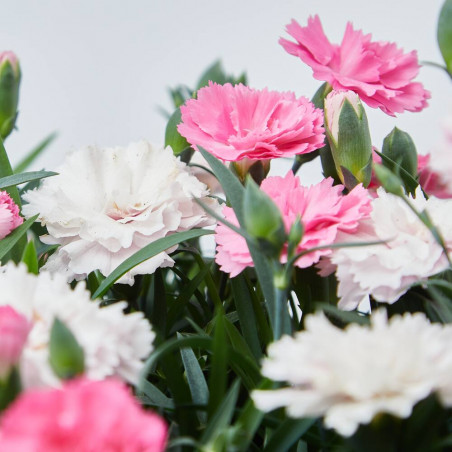 CLAVEL I LOVE YOU JARDINERA