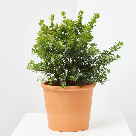 GENISTA MACETA 3L