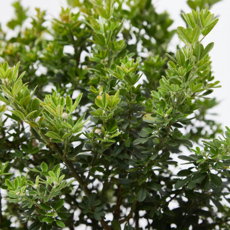 GENISTA MACETA 3L