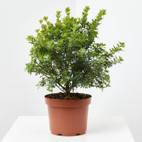 GENISTA MACETA 3L