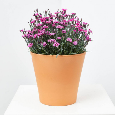 CLAVEL MACETA TARRINA 3.6 LITROS