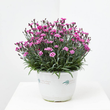 CLAVEL MACETA TARRINA 3.6 LITROS