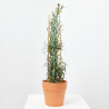 CLAVEL MEDITERRÁNEO MACETA 13 CM