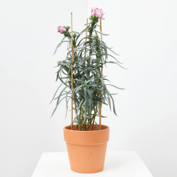 CLAVEL DE FLORISTA MACETA 14CM