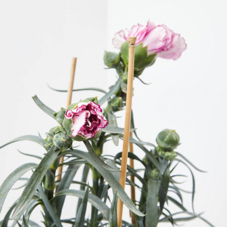 CLAVEL DE FLORISTA MACETA 14CM