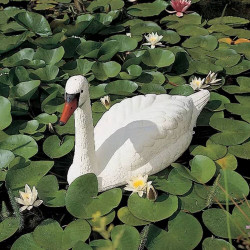 CISNE FLOTANTE 26 CM
