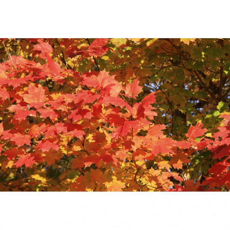 ACER VARIEDADES MACETA 10 LITROS