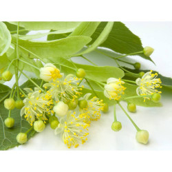 TILO MACETA 10 LITROS