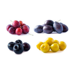 CIRUELO DE TERRAZA MACETA 10 LITROS