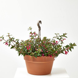 PENDIENTE DE LA REINA COLGANTE TARRINA 19CM