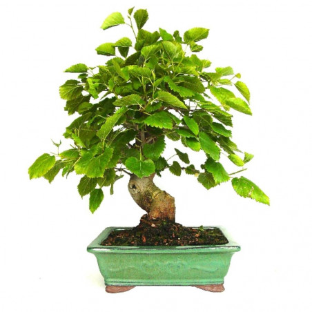 BONSAI 18 AÑOS