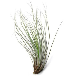 TILLANDSIA JUNCEA XL