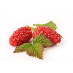 TAYBERRY EN MACETA 15X15CM