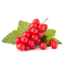 GROSELLA EN MACETA 15X15CM